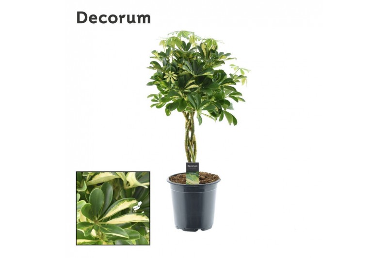 Schefflera arboricola gold capella gevlochten stam decorum 