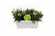 Dianthus oscar Hello Spring in duobak wit 