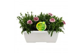 Dianthus oscar Hello Spring in duobak wit