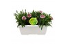 Dianthus oscar Hello Spring in duobak wit