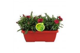 Dianthus oscar Hello Spring in duobak rood