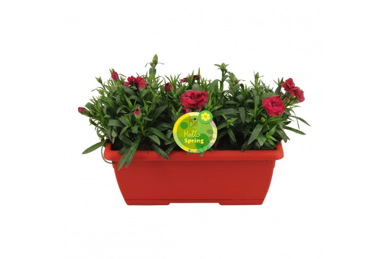 Dianthus oscar Hello Spring in duobak rood 
