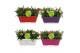Dianthus oscar Hello Spring in duobak gemengd 