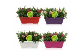 Dianthus oscar Hello Spring in duobak gemengd