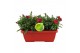 Dianthus oscar Hello Spring in duobak gemengd 