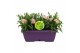 Dianthus oscar Hello Spring in duobak gemengd 