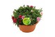 Dianthus oscar Hello Spring terracotta schaal carnaval 