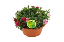 Dianthus oscar Hello Spring terracotta schaal carnaval