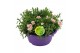 Dianthus oscar Hello Spring in schaal paars 