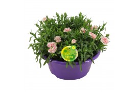 Dianthus oscar Hello Spring in schaal paars