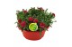 Dianthus oscar Hello Springin schaal rood 