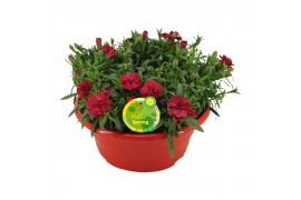 Dianthus oscar Hello Springin schaal rood