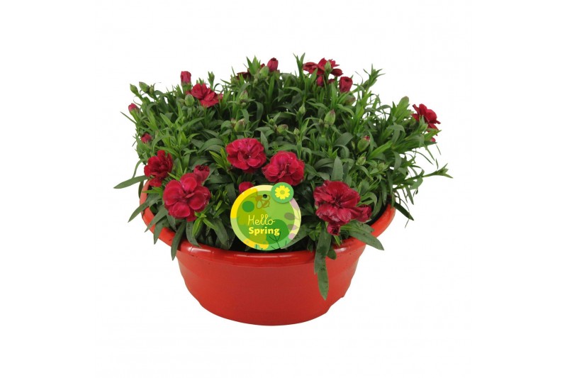 Dianthus oscar Hello Springin schaal rood 