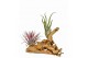 Tillandsia arrangement tillandsia hout small 1 pp 2 bl. 