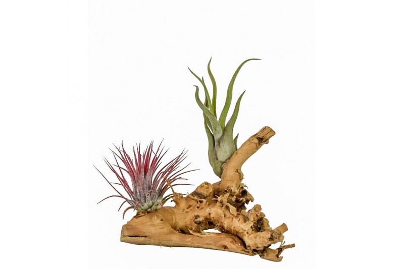 Tillandsia arrangement tillandsia hout small 1 pp 2 bl. 