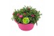 Dianthus oscar Hello Spring in schaal roze 