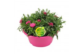 Dianthus oscar Hello Spring in schaal roze