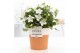 Campanula isoph. atlanta white pure terracotta 