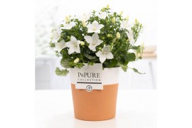 Campanula isoph. atlanta white pure terracotta