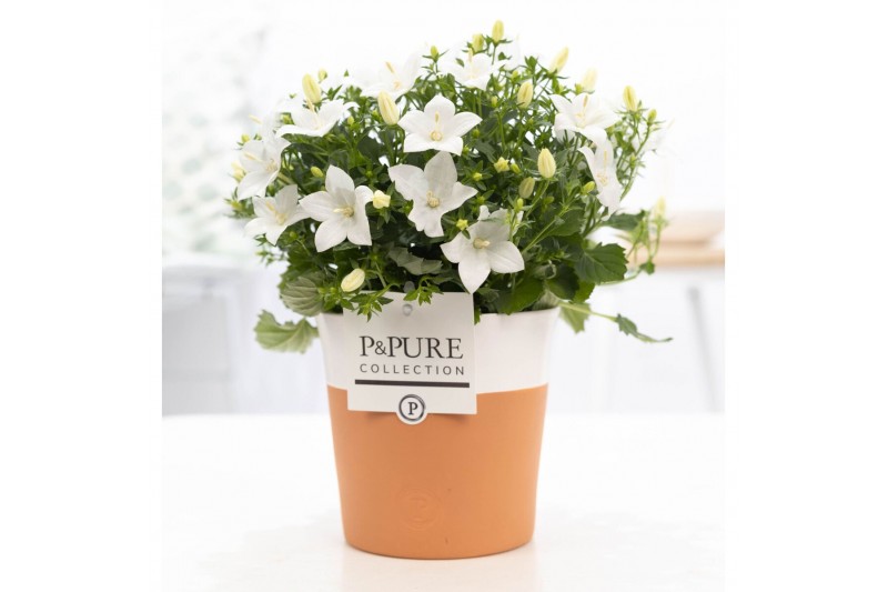 Campanula isoph. atlanta white pure terracotta Campanula isoph. atlanta white pure terracotta