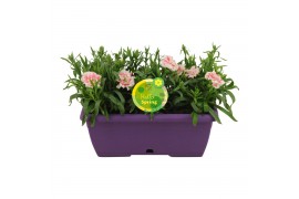 Dianthus oscar Hello Spring in duobak paars