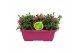 Dianthus oscar Hello Spring in duobak roze 