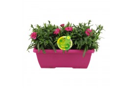 Dianthus oscar Hello Spring in duobak roze