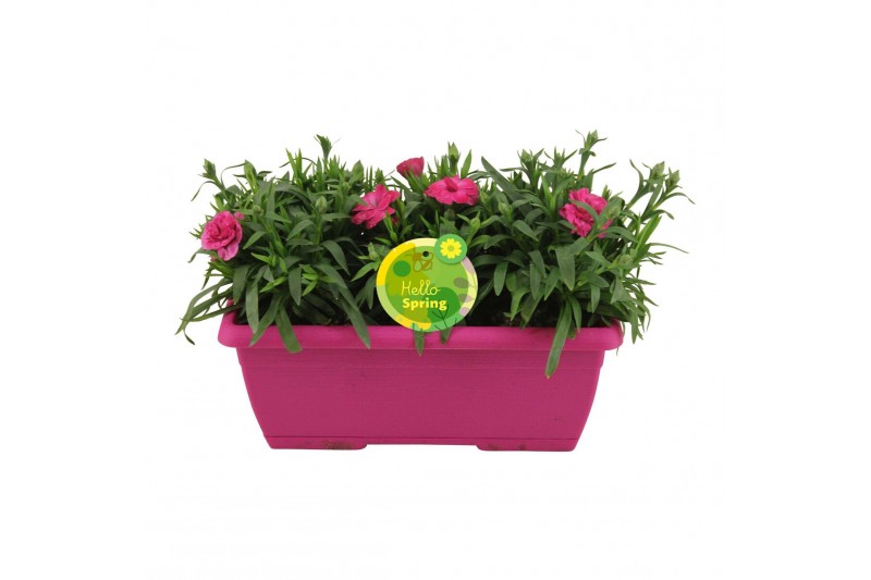 Dianthus oscar Hello Spring in duobak roze Dianthus oscar Hello Spring in duobak roze