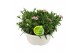 Dianthus oscar Hello Spring in schaal wit 