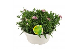 Dianthus oscar Hello Spring in schaal wit