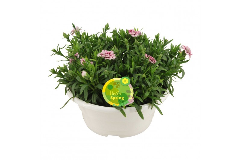 Dianthus oscar Hello Spring in schaal wit Dianthus oscar Hello Spring in schaal wit