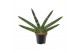 Sansevieria cylindrica skyline 