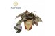 Begonia blad magic colours salsa Begonia rex Salsa 12cm 3 pp 