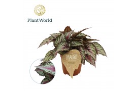 Begonia blad magic colours salsa Begonia rex Salsa 12cm 3 pp