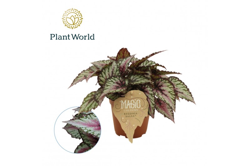 Begonia blad magic colours salsa Begonia rex Salsa 12cm 3 pp Begonia blad magic colours salsa Begonia rex Salsa 12cm 3 pp