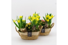 Arrangementen pasen PNCR-2507 Paas narcis creatie 3 pp