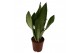 Sansevieria trifasciata moonshine 