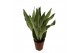 Sansevieria trifasciata moonshine 