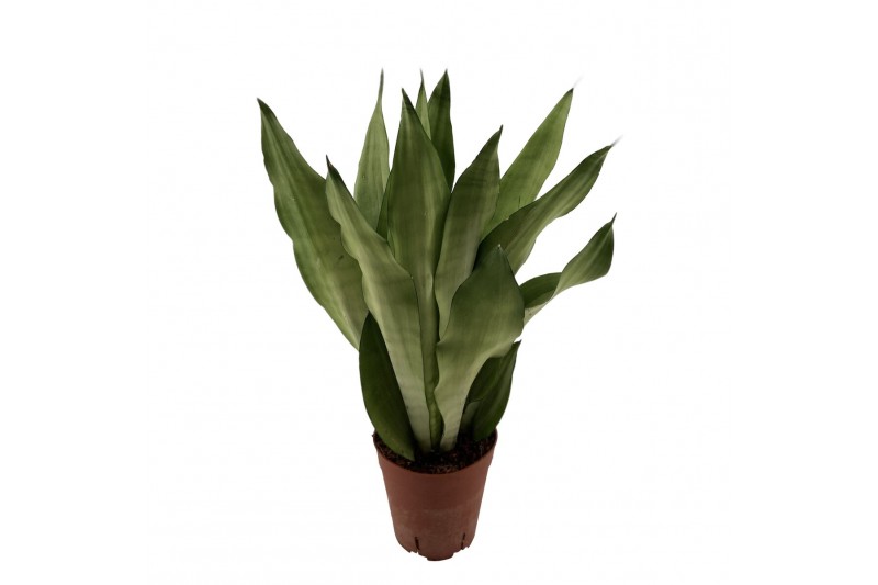 Sansevieria trifasciata moonshine 