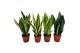 Sansevieria trifasciata mix 3 soorten 