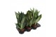 Sansevieria trifasciata mix 3 soorten 