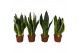 Sansevieria trifasciata mix 4 soorten 