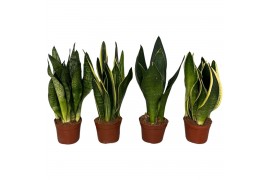 Sansevieria trifasciata mix 4 soorten