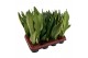 Sansevieria trifasciata mix 4 soorten 
