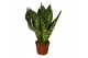 Sansevieria zeylanica 