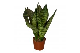 Sansevieria zeylanica