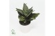 Sansevieria trifasciata hahnii mix 4 soorten 
