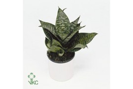 Sansevieria trifasciata hahnii mix 4 soorten