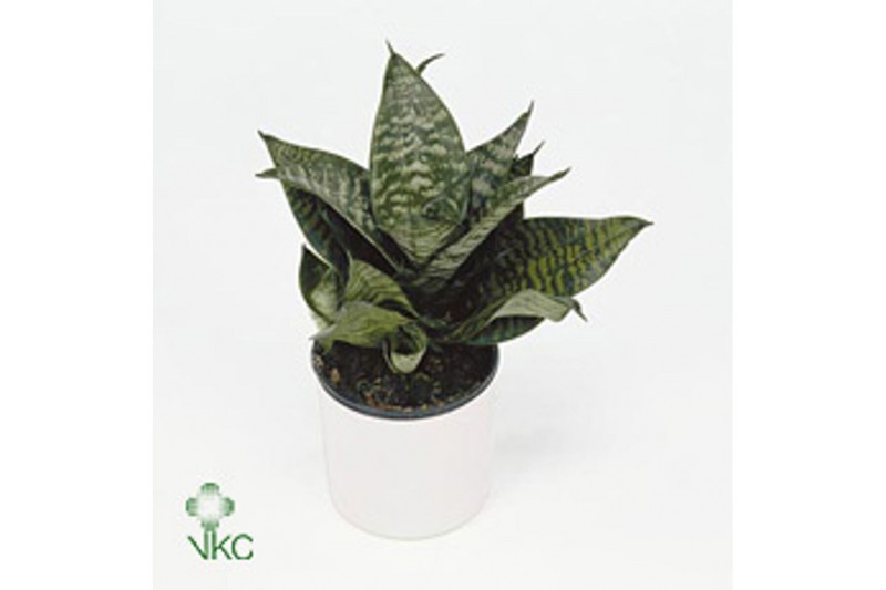 Sansevieria trifasciata hahnii mix 4 soorten 