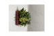 Sansevieria trifasciata hahnii mix 4 soorten 